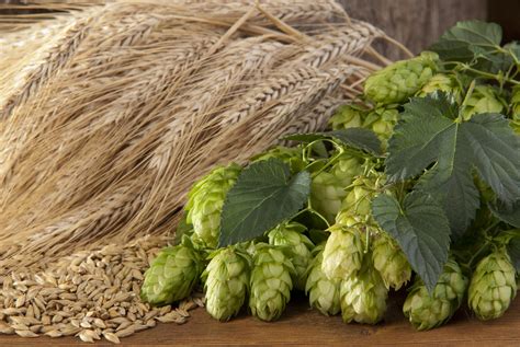 Hops and barley - (Scott Bauer, K4198-5) With so many breweries, the competition for a share of the market is becoming more intense, fueling a demand for new varieties and flavors, and that in turn …